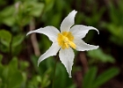 Avalanche Lily - erythronium montanum